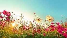 Ing. Pavla Žižlavská